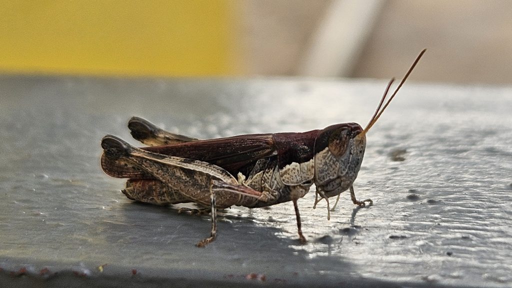 Brown coloured cricket on a fence in Botswana.